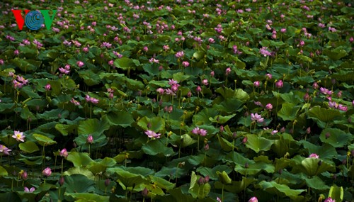 La beauté des lotus de Hue charme l’âme - ảnh 1